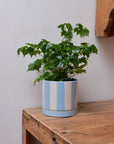 Blue and White Striped Plant Pot and Saucer / Sizes