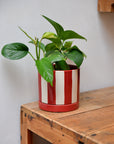 Red Striped Plant Pot With Saucer