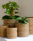 baskets-for-plants