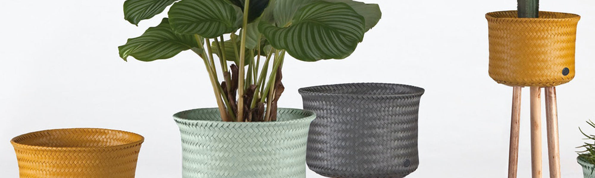 handed by sustainably made plant stands sold at Mon Pote