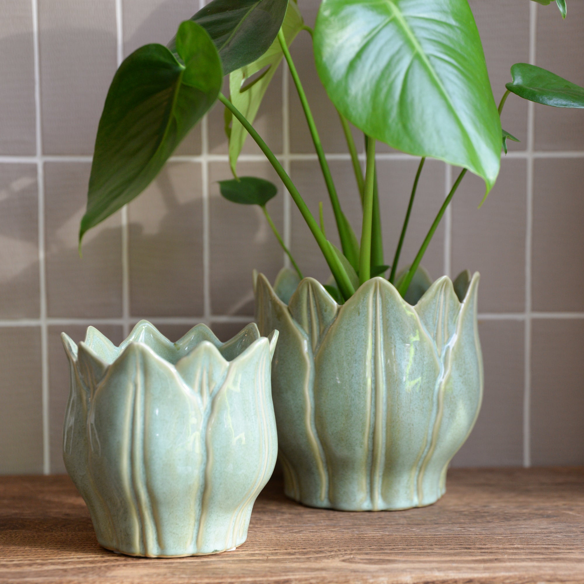 two green leaf plant pots on a wooden bench with trailing green leaf plants