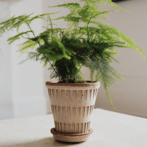 Pantheon Raw Rosa Plant Pot / Sizes