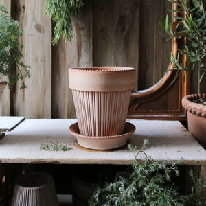 Simona Raw Rosa Plant Pot / Sizes