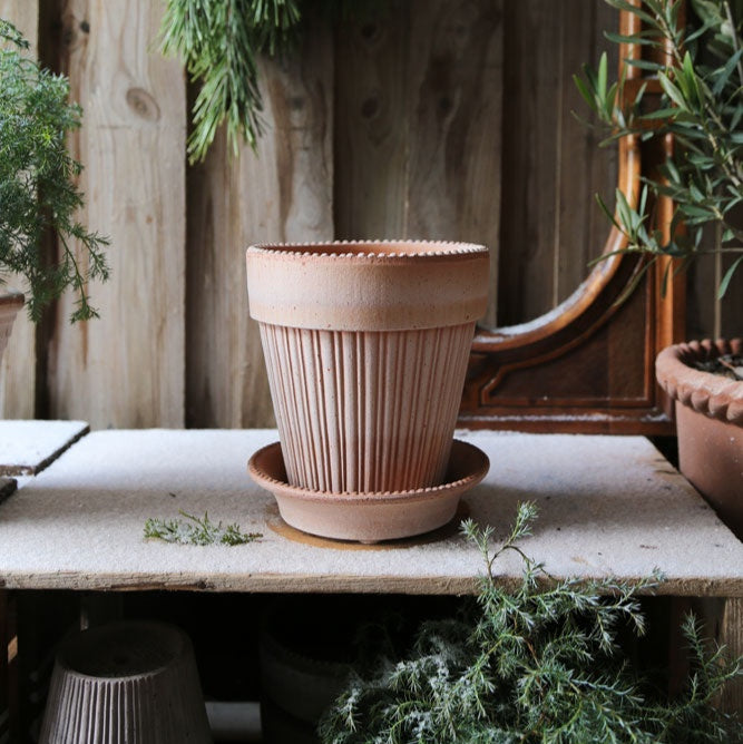 Simona Raw Rosa Plant Pot / Sizes