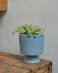 Blue Textured Flowerpot On Stand