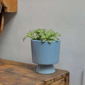 Blue Textured Flowerpot On Stand