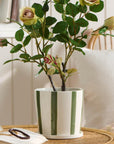 Palermo Green Striped Planter with Saucer / Sizes