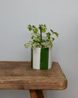 Ceramic Green Stripe Plant Pot / Various Sizes