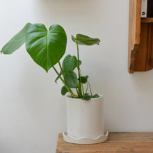 Load image into Gallery viewer, Plant Pot With Scalloped Saucer / Colours