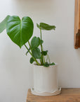 Plant Pot With Scalloped Saucer / Colours