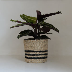 Belle Jute Stripe Plant Pot / Various Sizes
