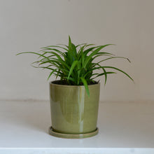 Load image into Gallery viewer, Glazed Plant Pot / Various Colours