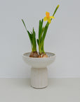 White Stoneware Hyacinth Vases / Styles