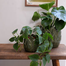 Load image into Gallery viewer, Nea Leaf Plant Pot / Sizes