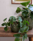 Nea Leaf Plant Pot / Sizes