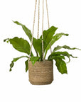 Belle Jute Hanging Pot
