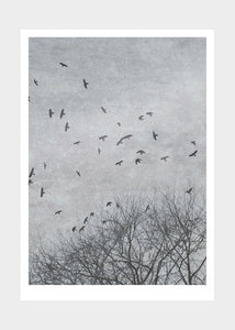 'Crows' Art Print by Ingrey Studio 50x70