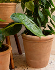 Wikholmform Lucy Terracotta Plant Pots