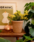 Wikholmform Lucy Terracotta Plant Pots