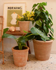 Wikholmform Alison Terracotta Pot