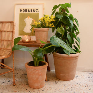 Wikholmform Lucy Terracotta Plant Pots