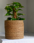 rattan-planter-for-plants
