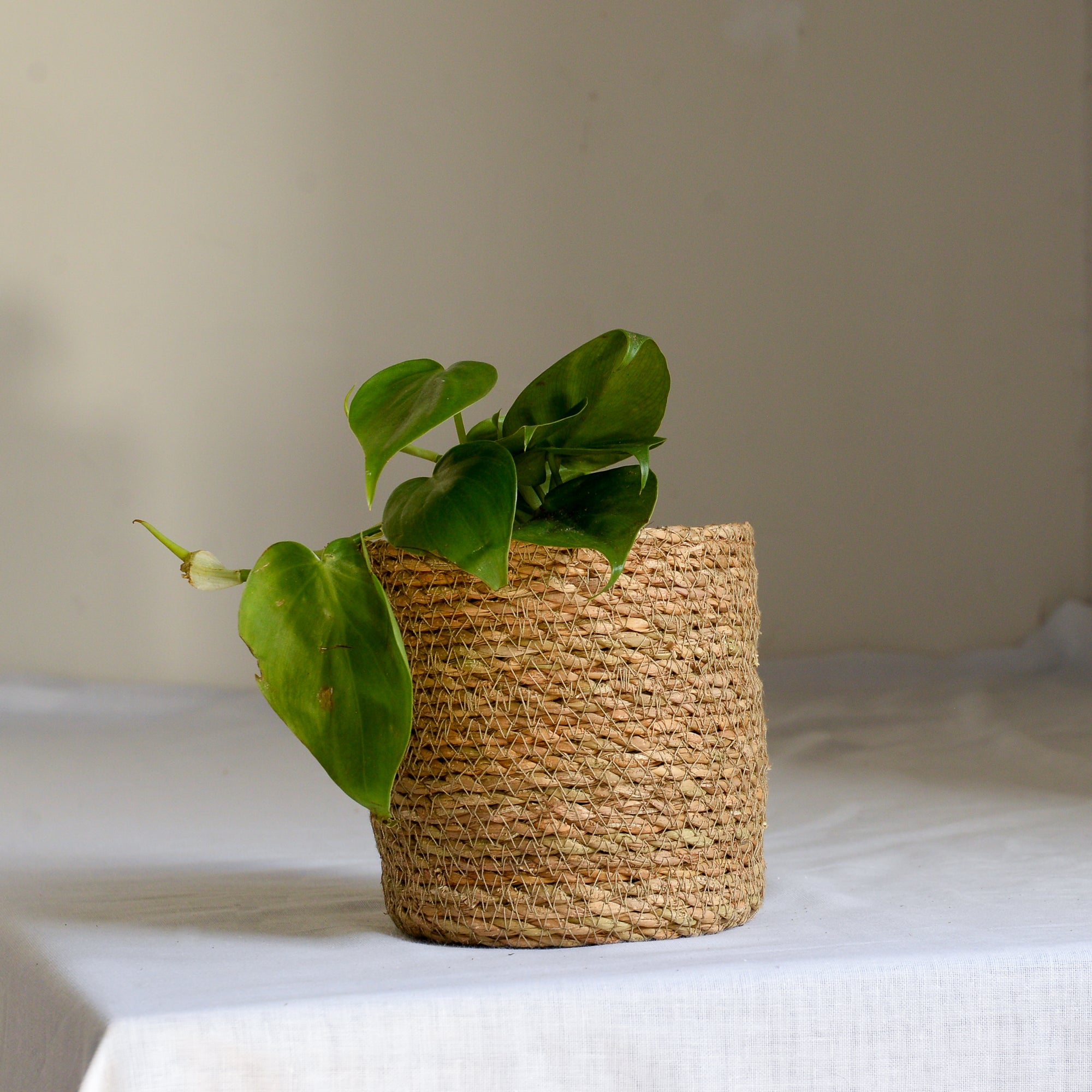jute-baskets-fr-plants