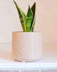 Wikholmform Lydia Pot in Light Pink