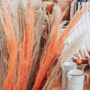 Collection Only Dried Pampas Grass Orange Single Stem